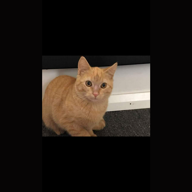 Photo of Garfield 