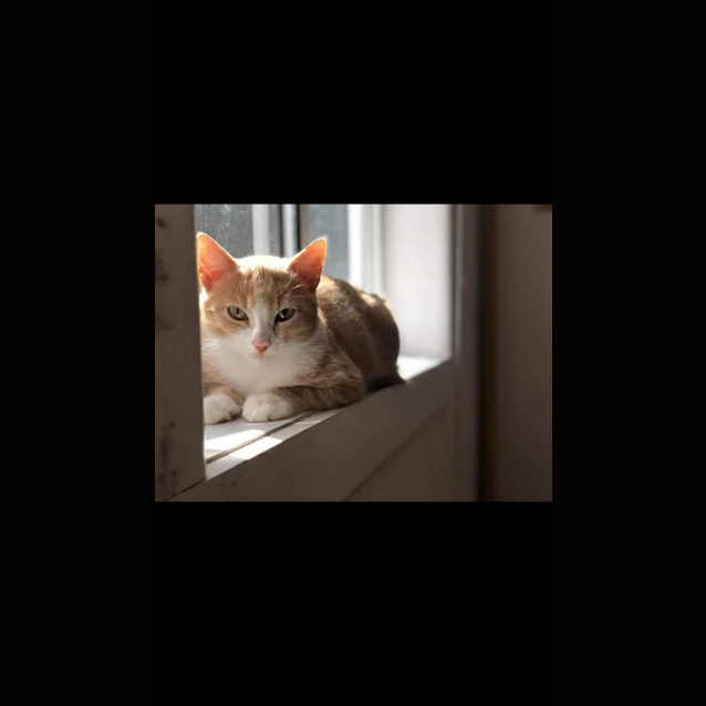 Photo of Simba