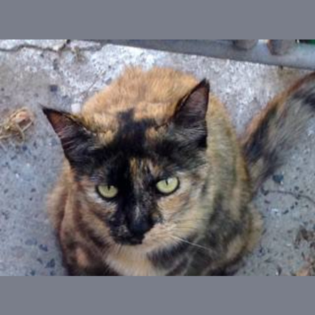 Photo of Bicci