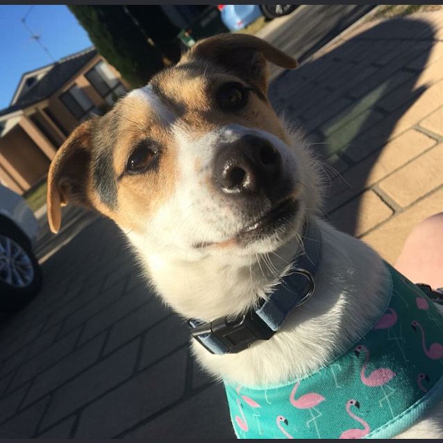 Photo of Max *Adopt Me* 💚