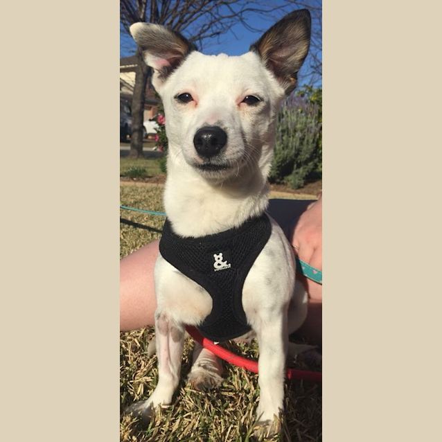 Photo of Monty 💚 *Adopt Me*