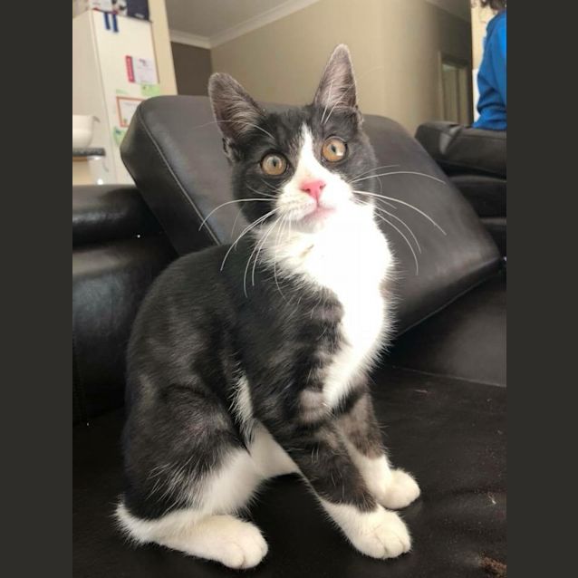 Photo of Axel 💛 Adopt Me! 