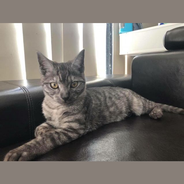 Photo of Ollie😻 Adopt Me! 