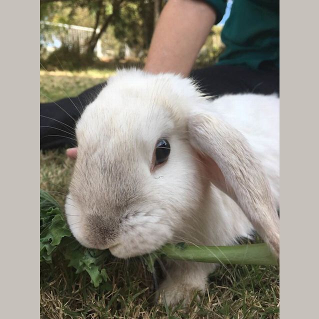 Photo of Sammy (Oa V 10)