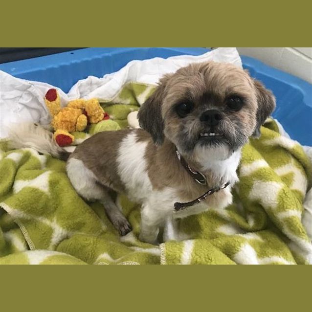 Photo of Sniffles