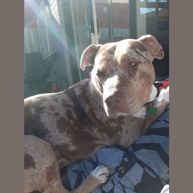 Photo of Atlas *Child, Dog & Cat Friendly*