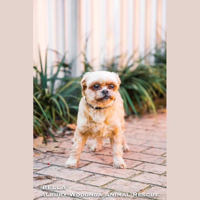 Photo of Bella
