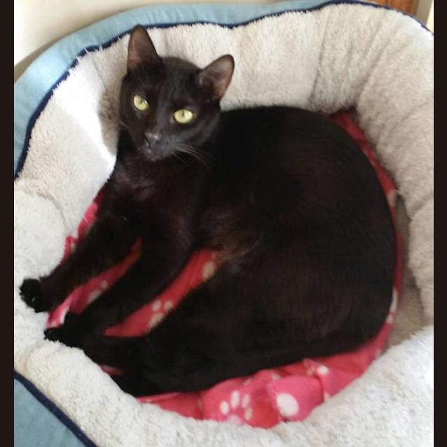 Photo of Bella