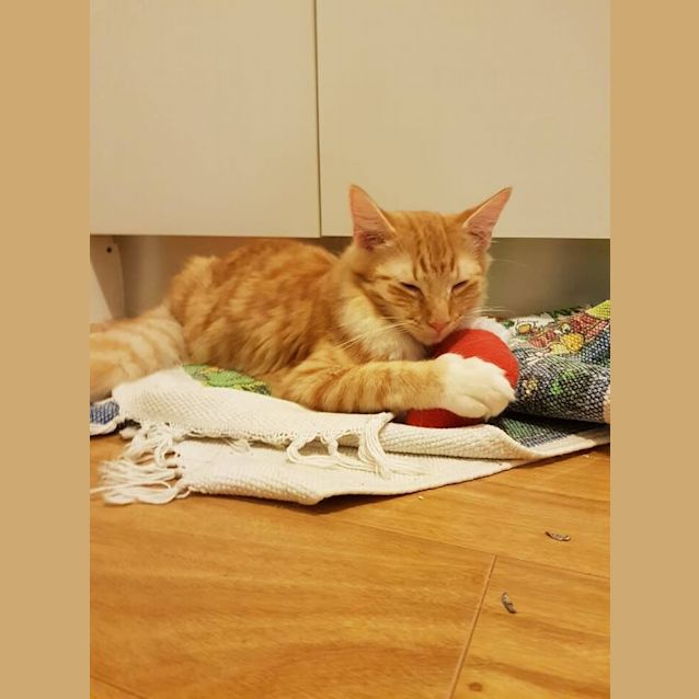 Photo of Houdini