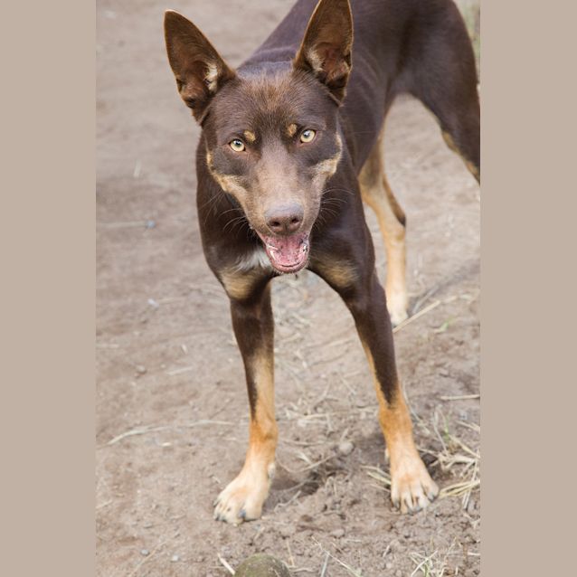 Photo of Turbo