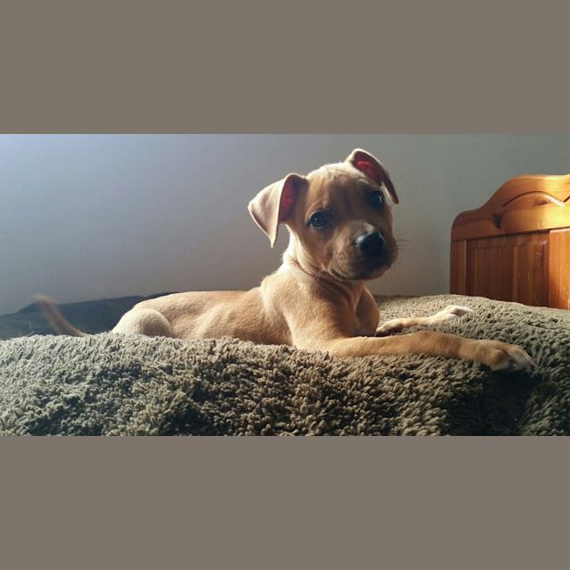 Photo of Mouse 