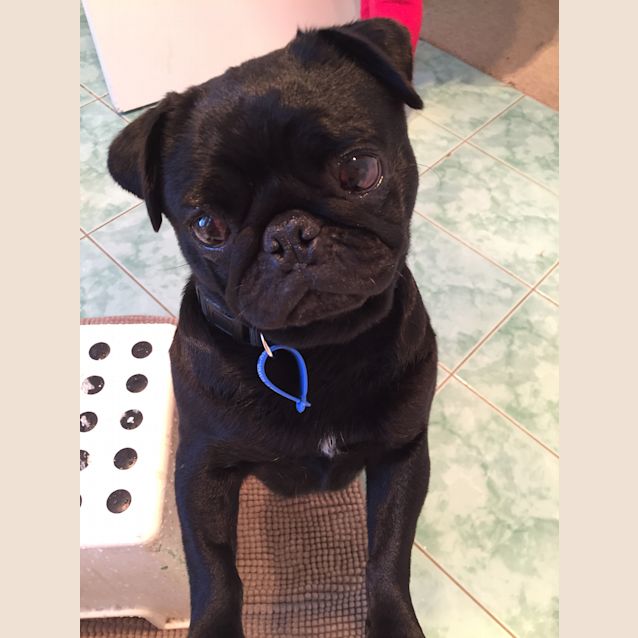 Photo of Boo Boo