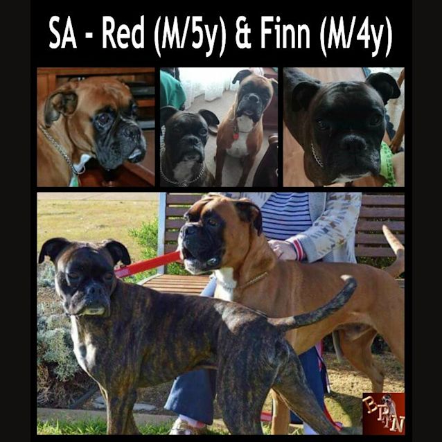 Photo of Red And Finn