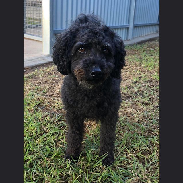 Photo of Frankie **On Trial**