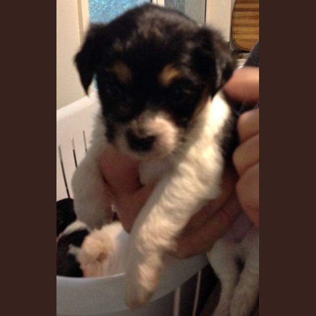 Photo of Sage ~ Silky X Foxy (On Trial 28/7/18)