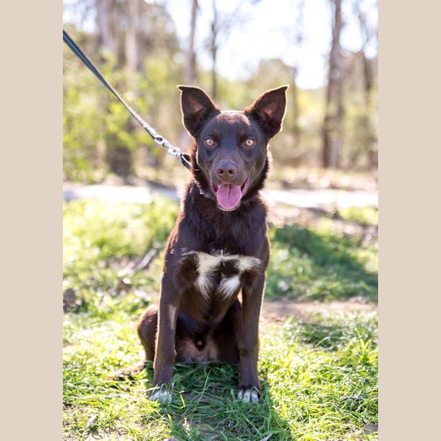 Photo of Apollo