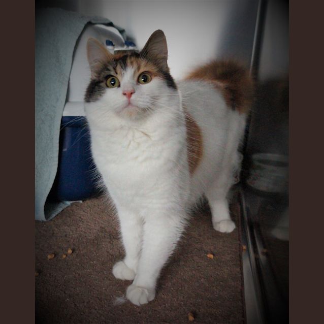 Photo of Sugar