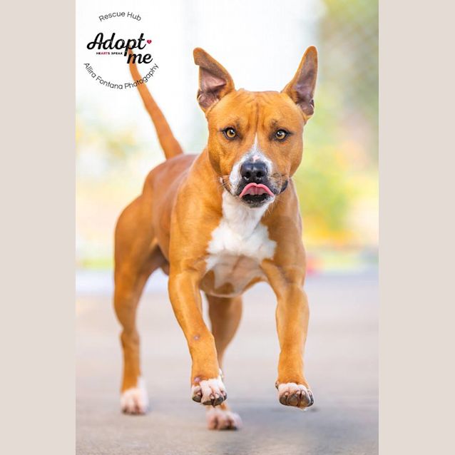 Photo of Tahle Pcc 275