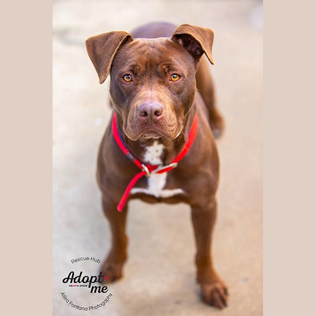 Photo of Caddie (Pcc 391)