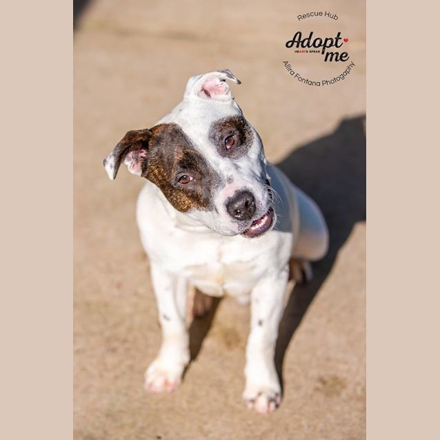 Photo of Patch (Pcc 395)