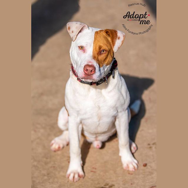 Photo of Connor (Pcc 405)