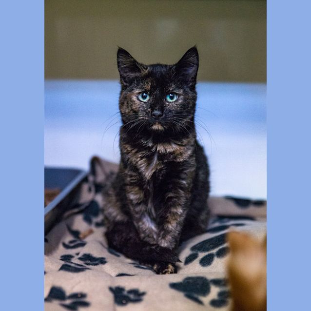 Photo of Mira