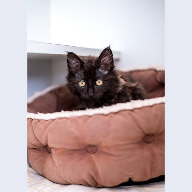 Photo of Toothless