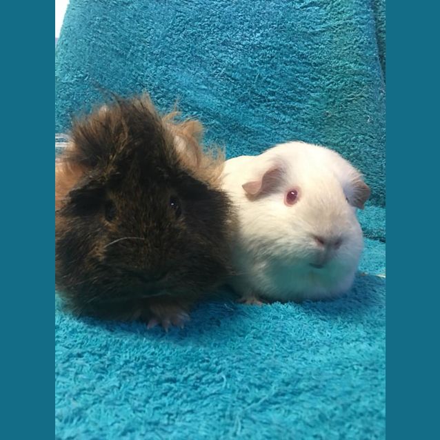 Photo of Hudson And Bacardi