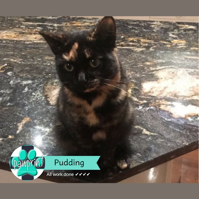 Photo of Pudding 