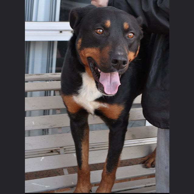 Photo of Rusty ** A Total Love Bug **