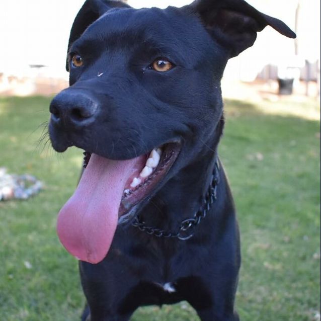 Photo of Missandrei ( Missy)   Gd0052