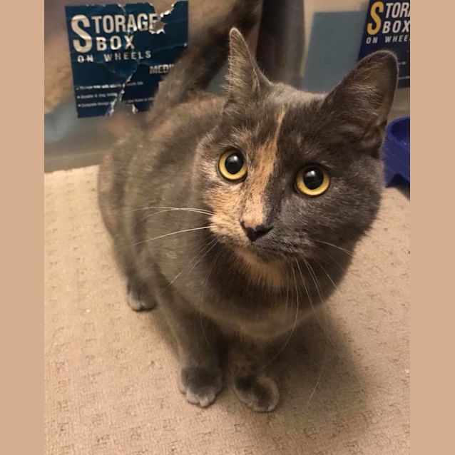 Photo of Primrose 