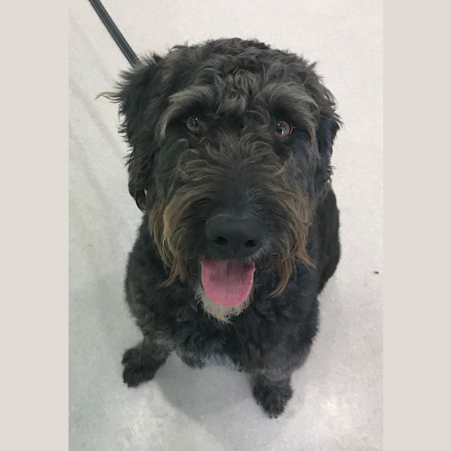 Photo of Diesel 
