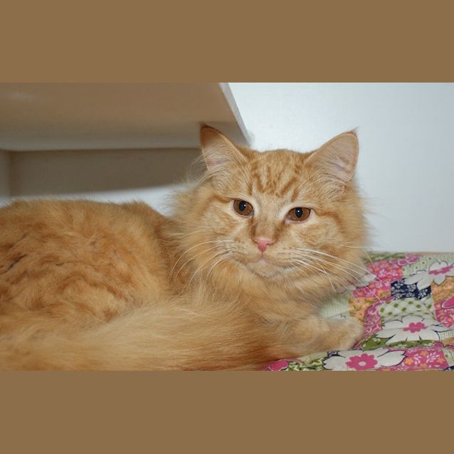 Photo of Crumble Suk002794