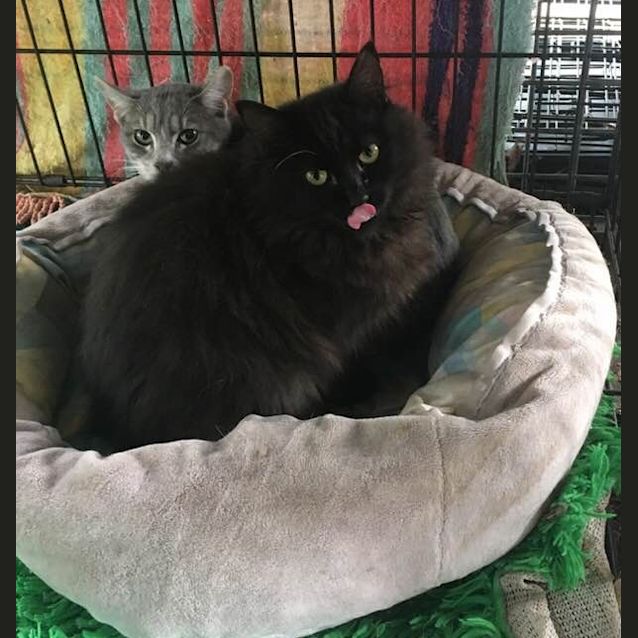 Photo of Missy Moo (Ca V18 122)