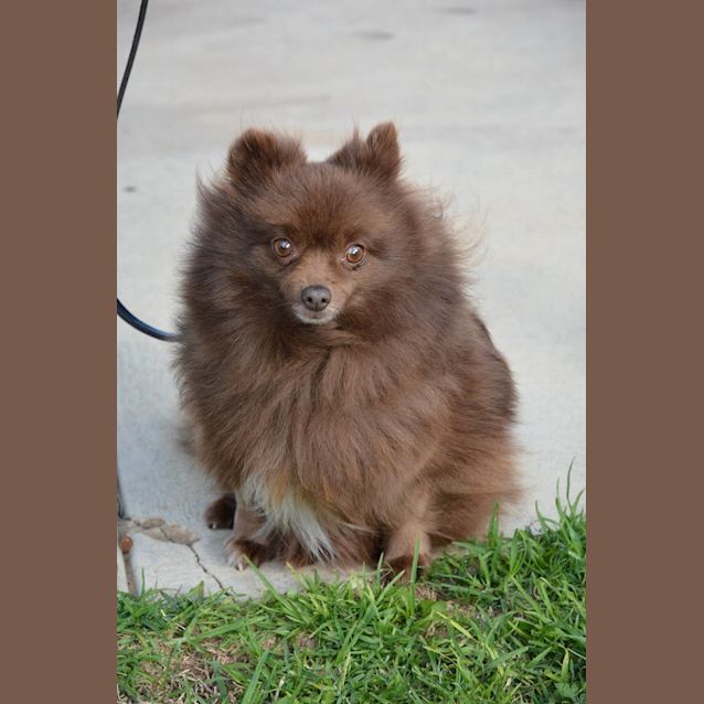 Photo of Coco Dl1942