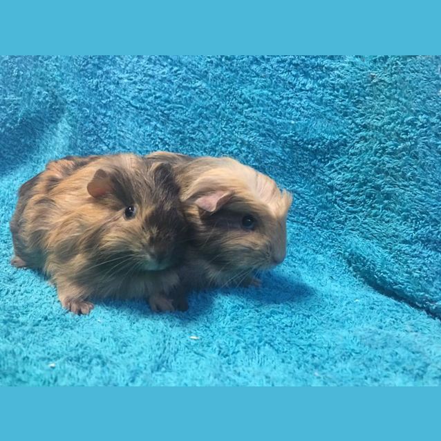 Photo of Milo And Freddo