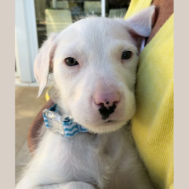 Photo of Max