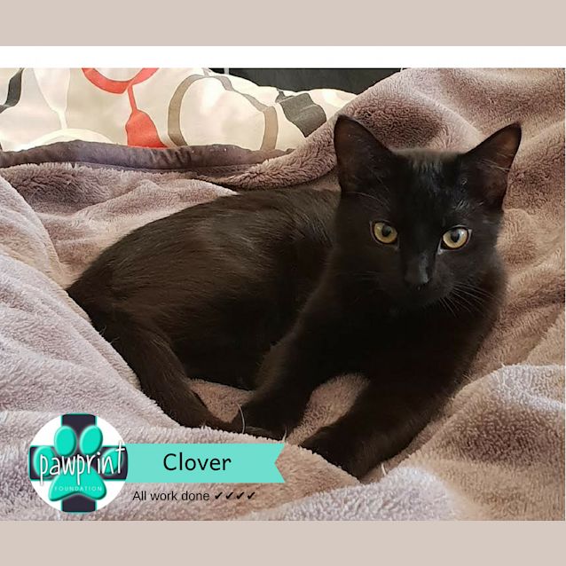 Photo of Clover