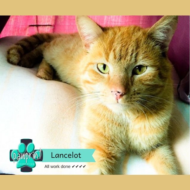 Photo of Lancelot 