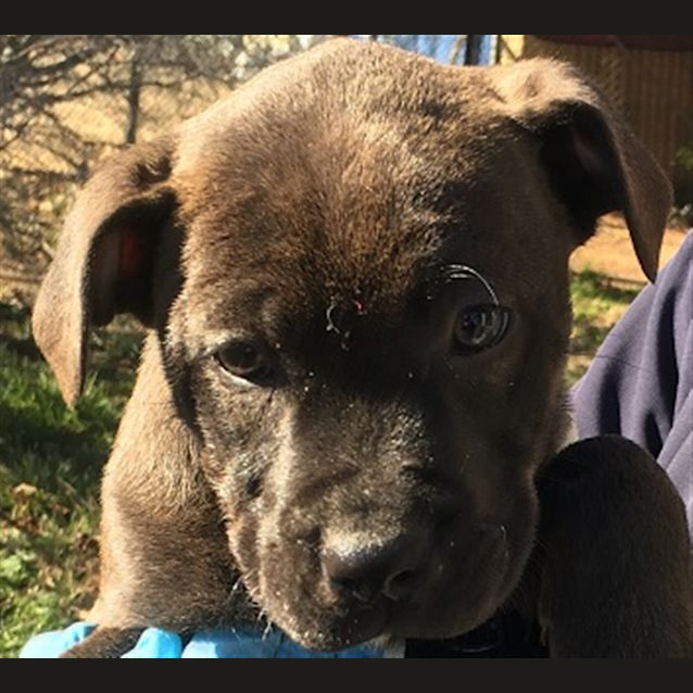 Photo of Rex