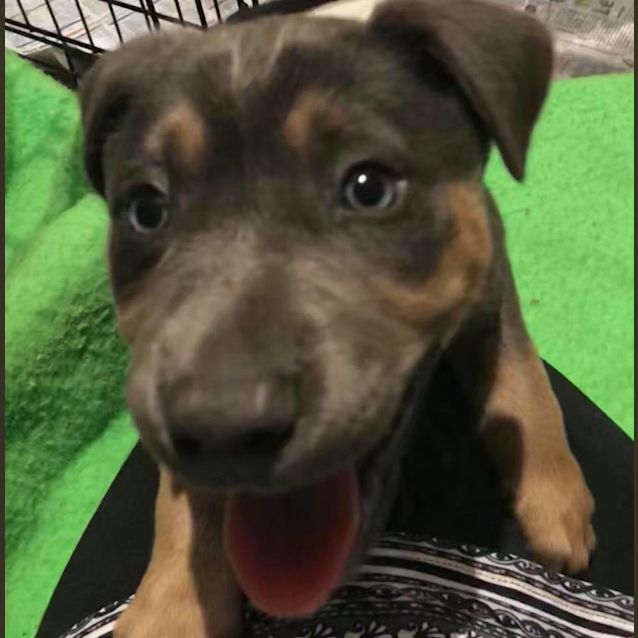 Photo of Puppy Drover Dl1955