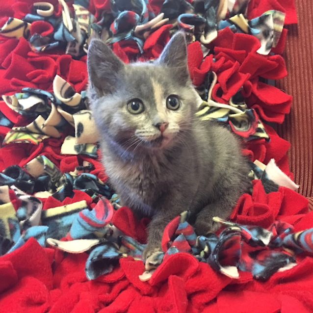 Photo of Bluebell   C3311   Adoption Pending