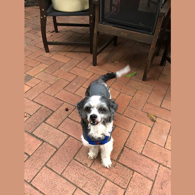 Photo of Domino 🤠