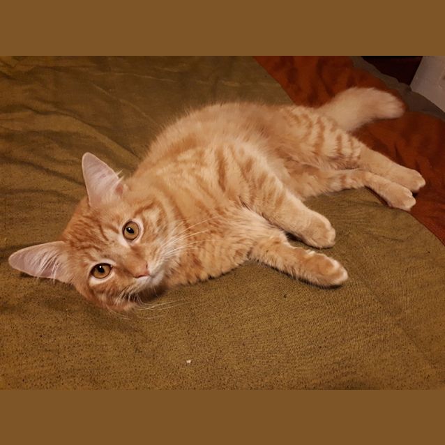 Photo of Paddington