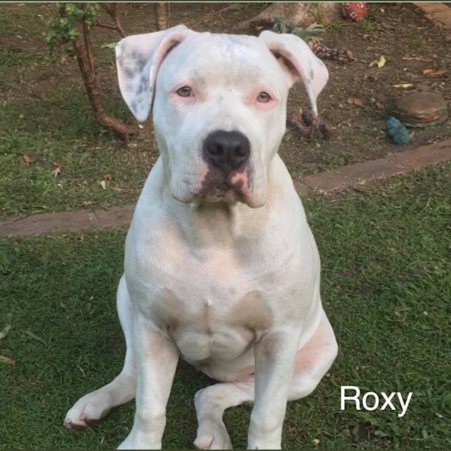 Photo of Roxy 💜