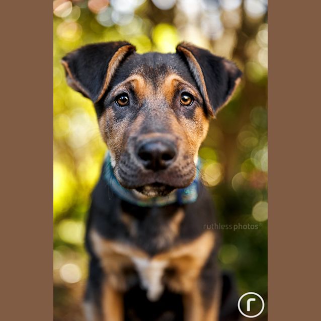 Photo of Zazu