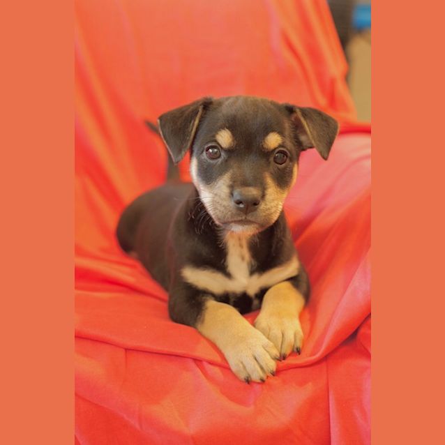 Photo of Isabel D3921   Adoption Pending