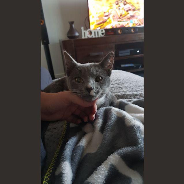Photo of Cookie 