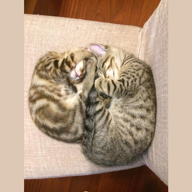 Photo of Tabby Mc Tat